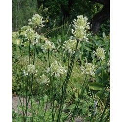 Allium  globosum JADE