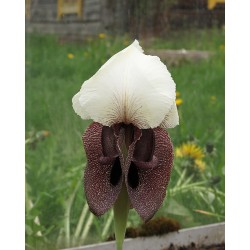 Iris iberica ssp....
