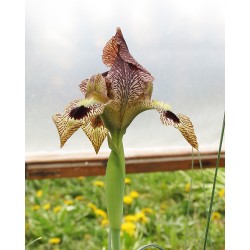 Iris sari ssp mannisajianii