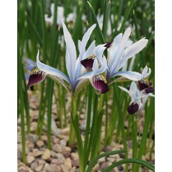 Iris avromanica