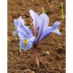 Iris hyrcana