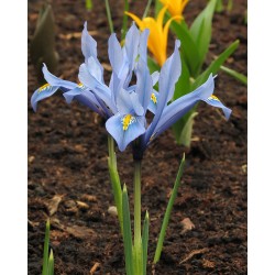 Iris reticulata KUH-E-ABR
