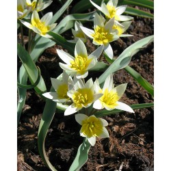 Tulipa bifloriformis STARLIGHT
