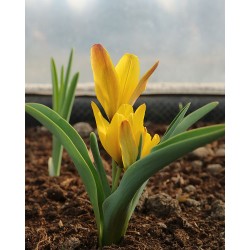 Tulipa hyssarica