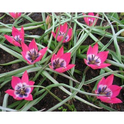 Tulipa LITTLE BEAUTY