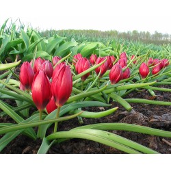 Tulipa pulchella LILLIPUT