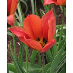 Tulipa rubidusa