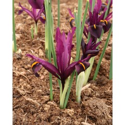 Iris sisianica