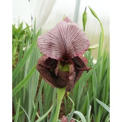 Iris iberica ssp. lycotis