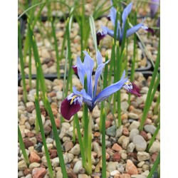 Iris reticulata HALKIS