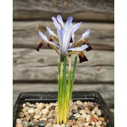 Iris reticulata subsp....