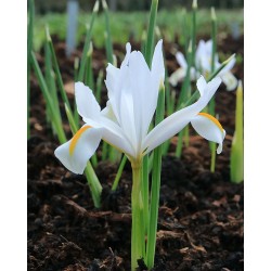 Iris WHITE CAUCASUS