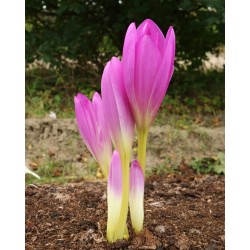 Colchicum LOOKING UP